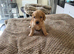 Cocker spaniel pups
