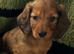LONGHAIRED STANDARD KC DACHSHUNDS