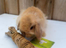 Mini lop boy last one