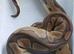 Clown Royal Python