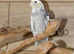 Baby Cockatiels all colours available,30