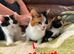 British Shorthair x Calico cross kittens