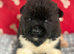 Quality KC registered American Akita Puppies