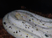 Cow reticulated python