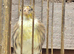Goldfinch mule