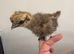 Silkie chicks 1-13 weeks old