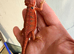 Red monster baby bearded dragons
