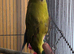 Bonded pair of kakariki