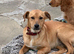 Chase boy waits for his family 7 months old. Lovely dog.