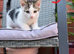 Lovely kitten full of energy and love