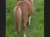 Shetland colt