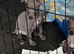 Last beautiful blue boy ready now! Health checked vaccinated and chipped
