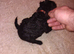 Puppies for sale
