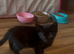 Burmese cross kittens