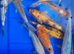 8 to 10 inch Koi Pond Fish in Chorley