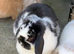Mini lop bunny