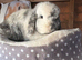 Mini lop doe 18 months