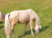 Palomino Welsh Pony colt