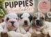 French bulldog big ropes