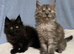 Maine Coon Kittens reasy now