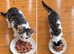 Kittens ready now