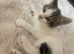 5 kittens to forever home