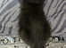 A beautiful litter of 2 kittens