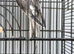 Female cockatiel