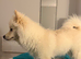 Mylo looking for a loving home