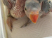 Yellow crown Amazon and Indian ring neck