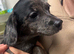 Female puppy needing a new home