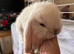Mini lop pure bred