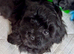 Stunning Black Maltipoo Puppies DNA Health Tested Clear Parents