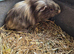 Male guinea pig