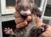 Mixed Ferrets available soon