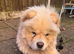 Barnaby the chow chow