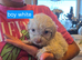 Cockerpoo puppies
