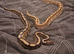 Royal (ball) pythons plus vivs &pound;100 EACH