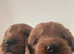 cockapoo puppies