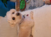 Beautiful yorkipoo
