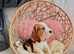 BEAUTIFUL BEAGLE PUPPIES