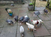 Guinea fowl