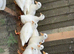 White call ducks