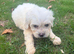 Cavapoochon puppies