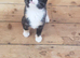 Short Hair Kittens inc. Red Females
