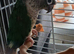 Male conure with cage