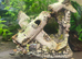 Female and male guppies