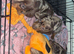 Dapple dachshunds