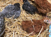 Happy, healthy, 7 week old pullets.