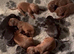 Exceptional Doberman Litter Due June | Olistars Stud